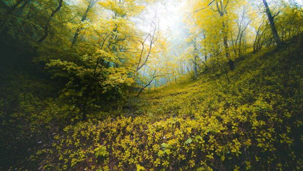 Plant Trees for Giving Tuesday Discount - Image 2